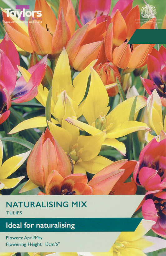 Taylors Bulbs Tulip Naturalising Mix pack showing a colourful mix of botanical yellow, orange, and pink tulips ideal for growing in lawns and rockeries.