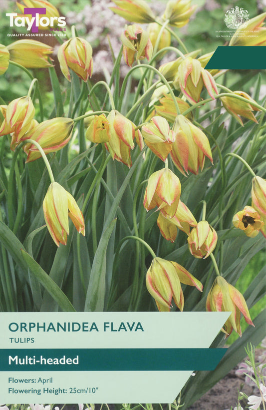 Taylors Bulbs Tulip Orphanidea Flava pack showing a cluster of multi-headed botanical bronze-yellow tulips growing on slender green stems.
