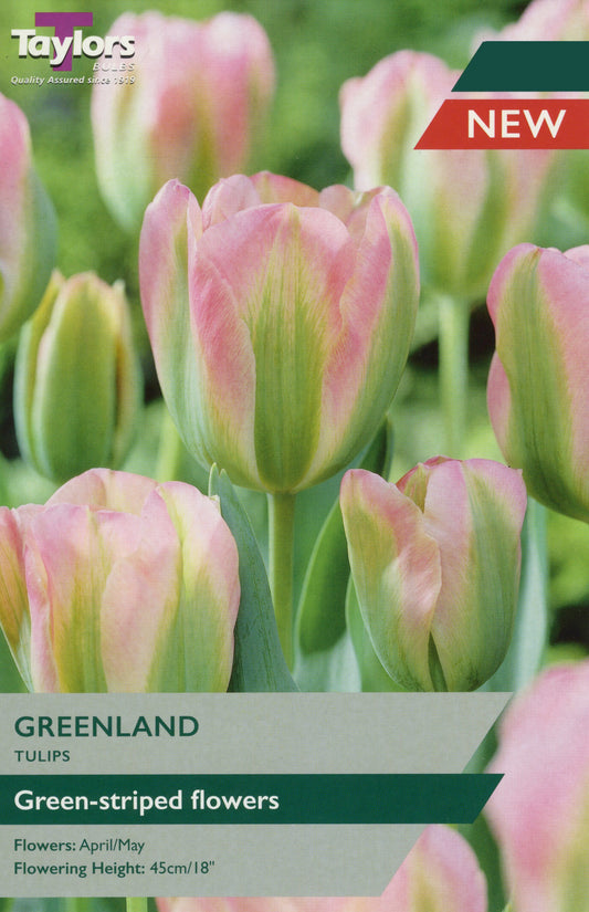 Taylors Bulbs Greenland Tulips