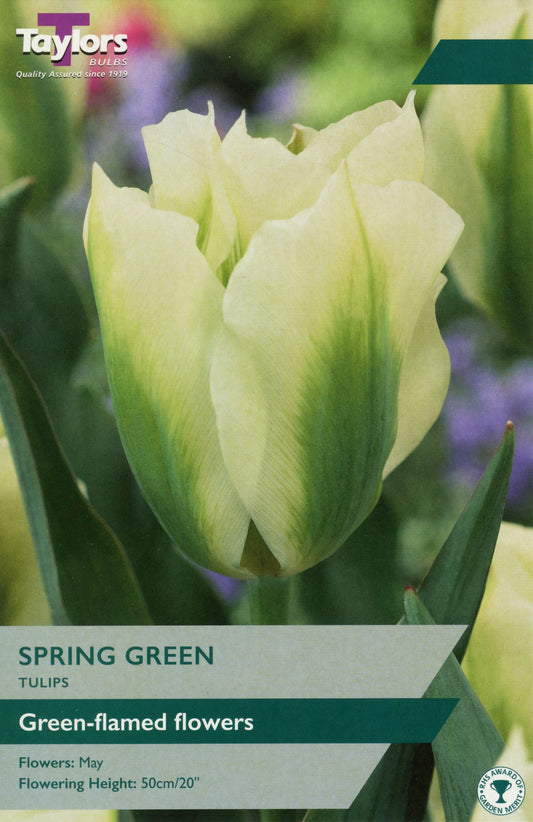 Spring Green Tulip Pre Pack