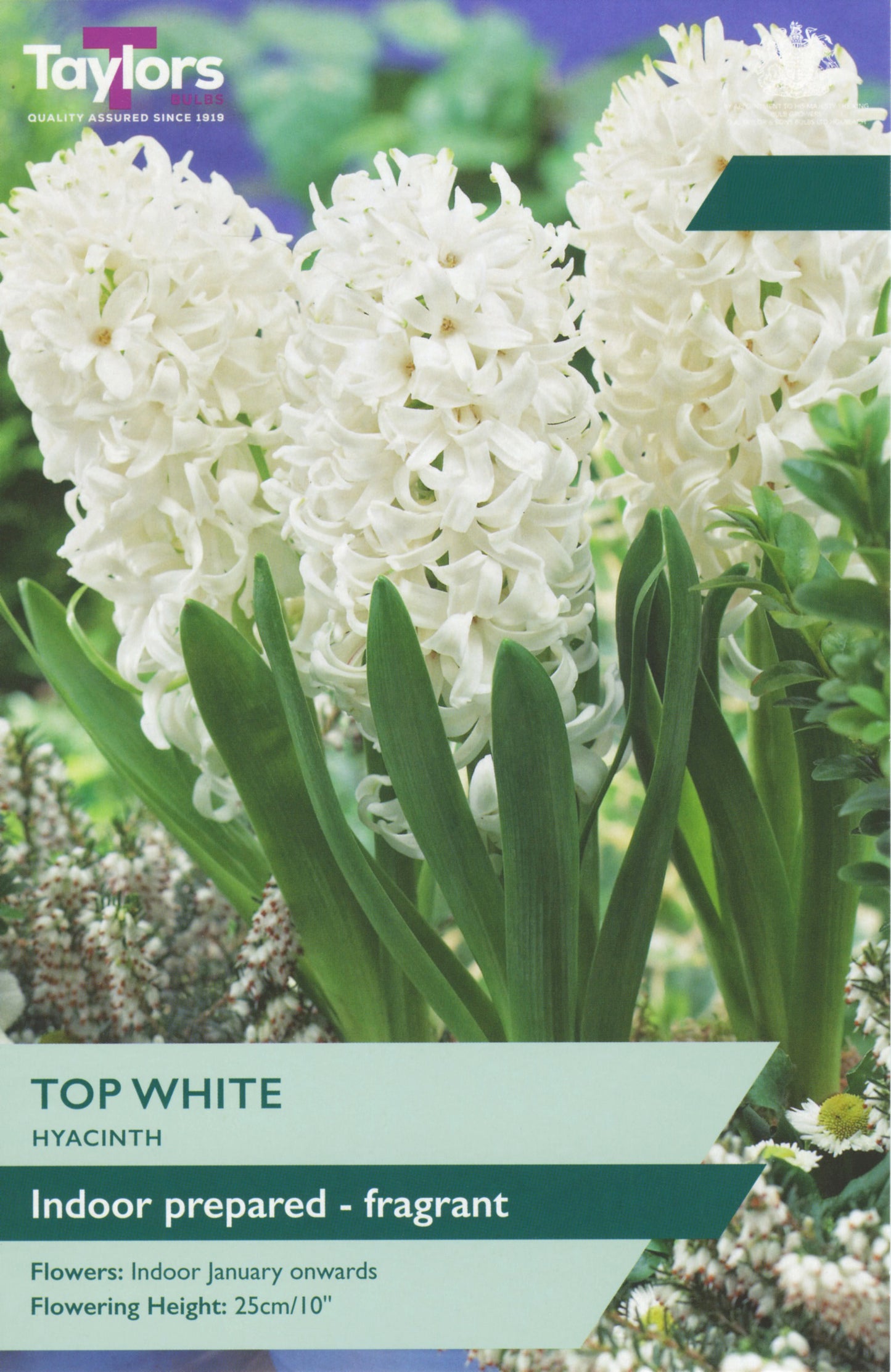 Taylors Bulbs - Indoor Prepared Hyacinth Top White - 16-17
