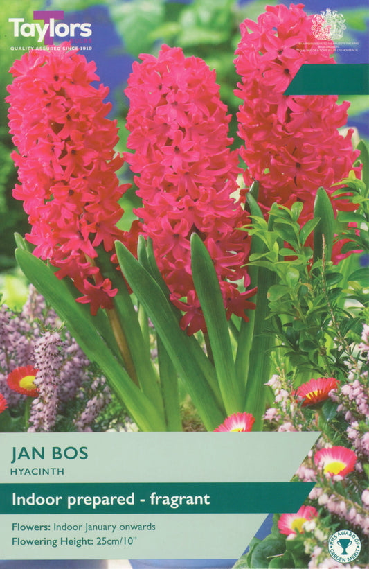 Hyacinth Jan Bos 16-17 Prep P/P