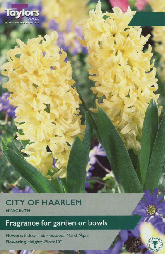 City Of Haarlem Hyacinth