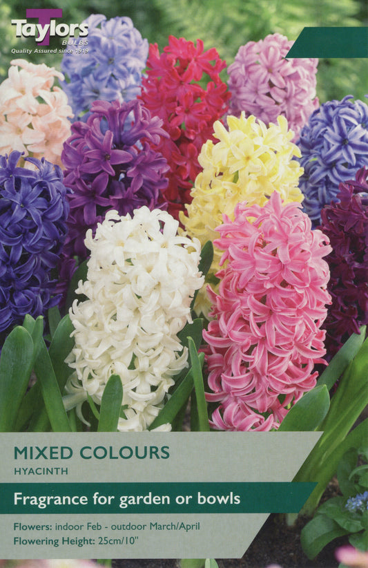 Hyacinth Mixed Colours Pre Pack