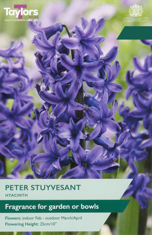 Taylors Bulbs Hyacinth Peter Stuyvesant retail pack showing a close-up of a densely packed spike of fragrant, deep royal blue-purple star-shaped flowers.