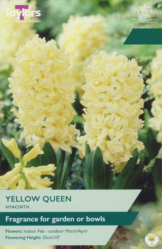 Taylors Bulbs Hyacinth Yellow Queen retail pack showing dense spikes of fragrant, soft primrose yellow star-shaped flowers blooming on upright stems.