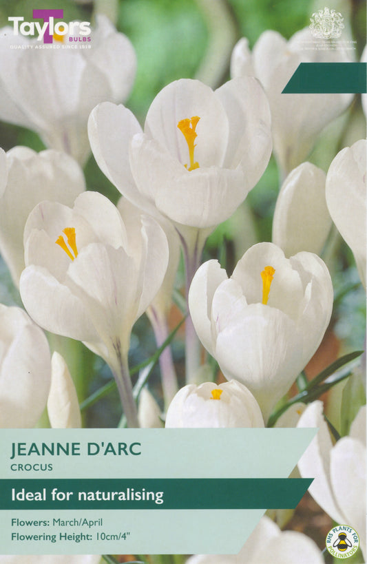 Crocus White 7-8 P/P