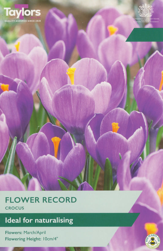 Crocus Purple 7-8 P/P