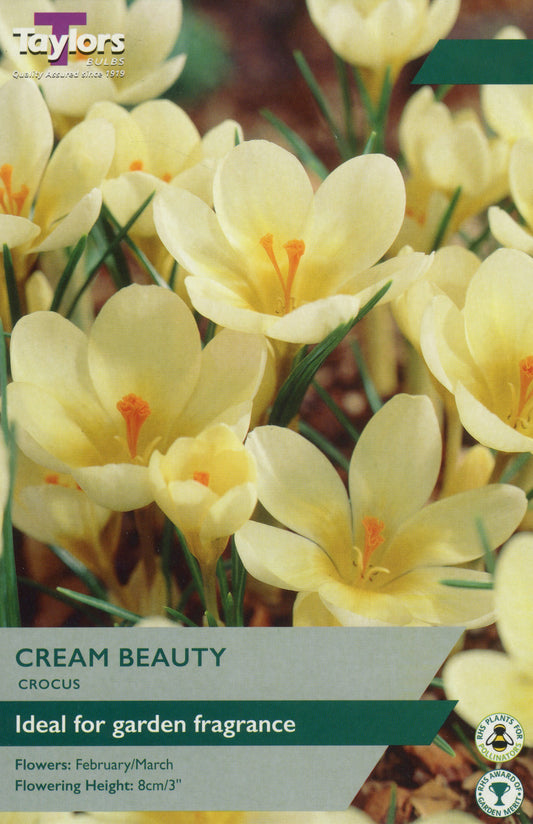 Cream Beauty Crocus Bulbs