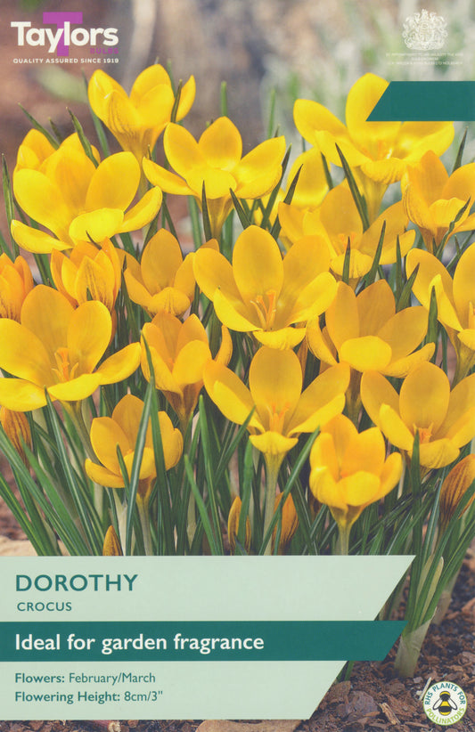 CROCUS DOROTHY          