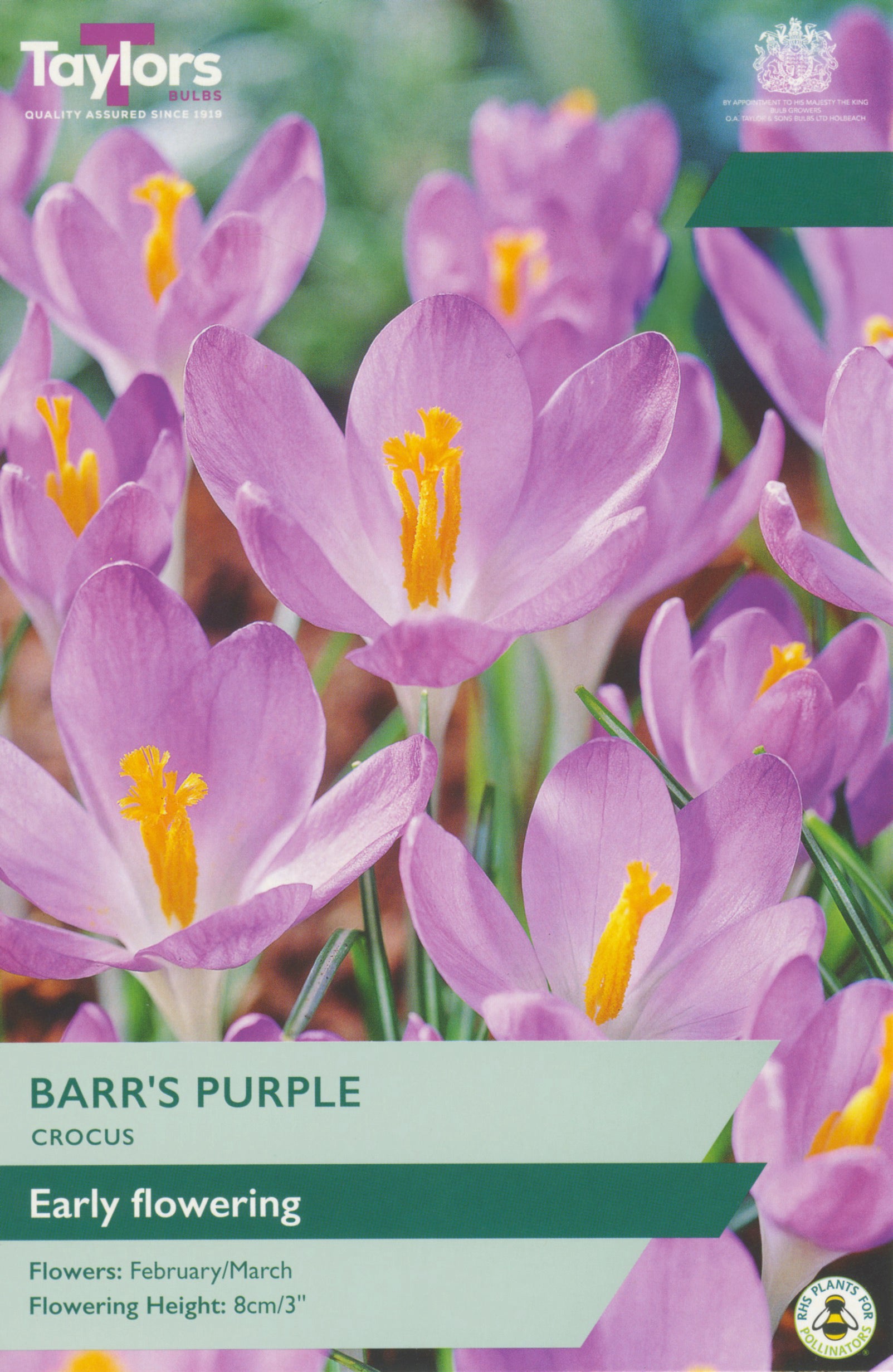 Taylors Bulbs - Crocus Barr'S Purple - 5-7