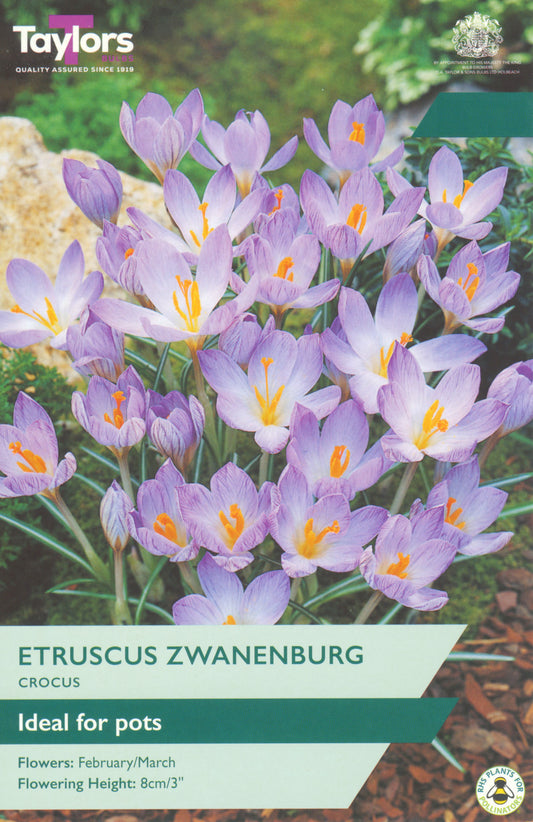 Taylors Bulbs Crocus Etruscus Zwanenburg retail pack showing a dense group of lilac-blue miniature crocus flowers with bright orange centers opening in the sunshine.