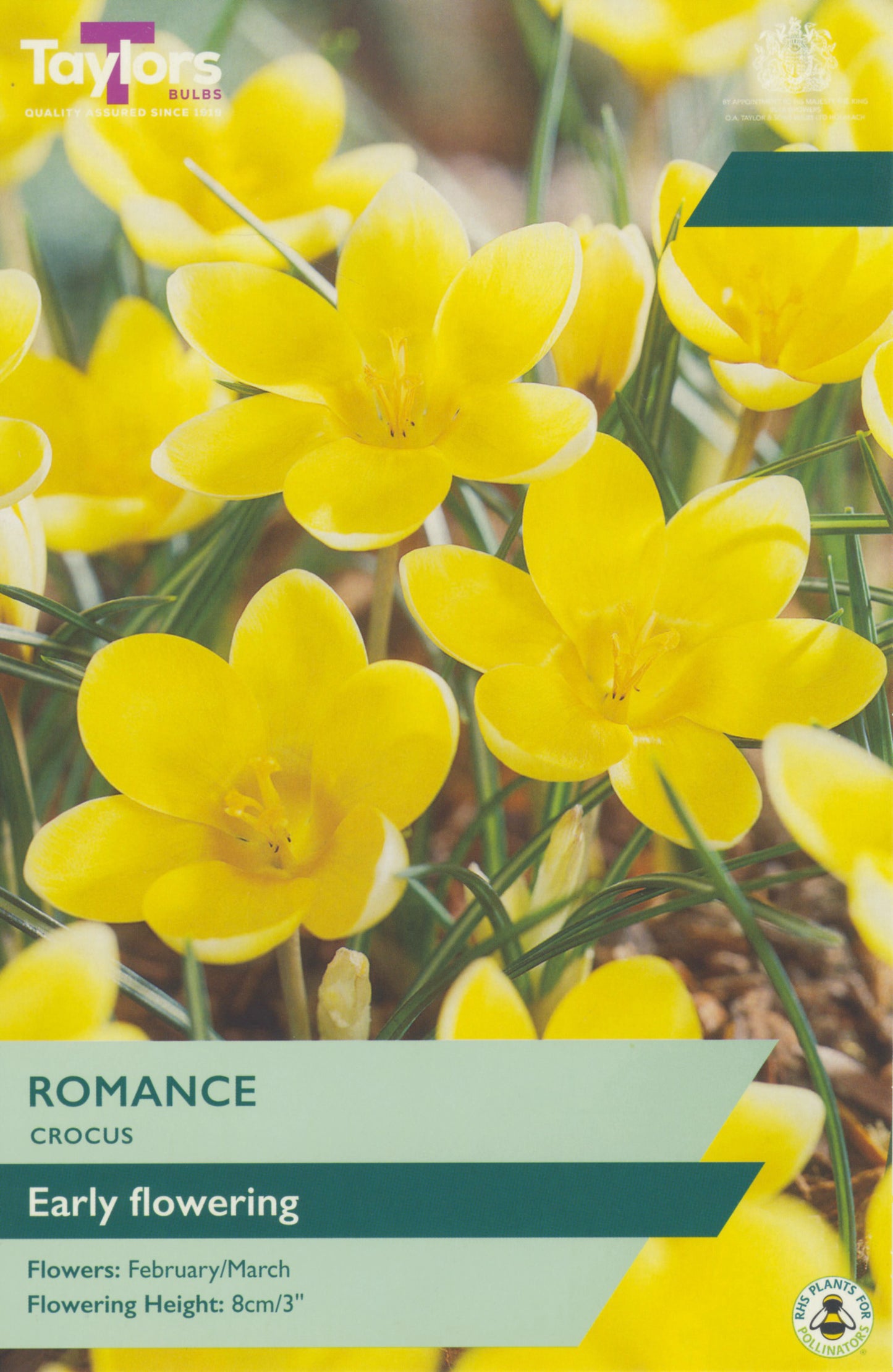 Taylors Bulbs Crocus Romance retail pack showing a dense group of bright, buttery-yellow miniature crocus flowers opening in the sunshine.