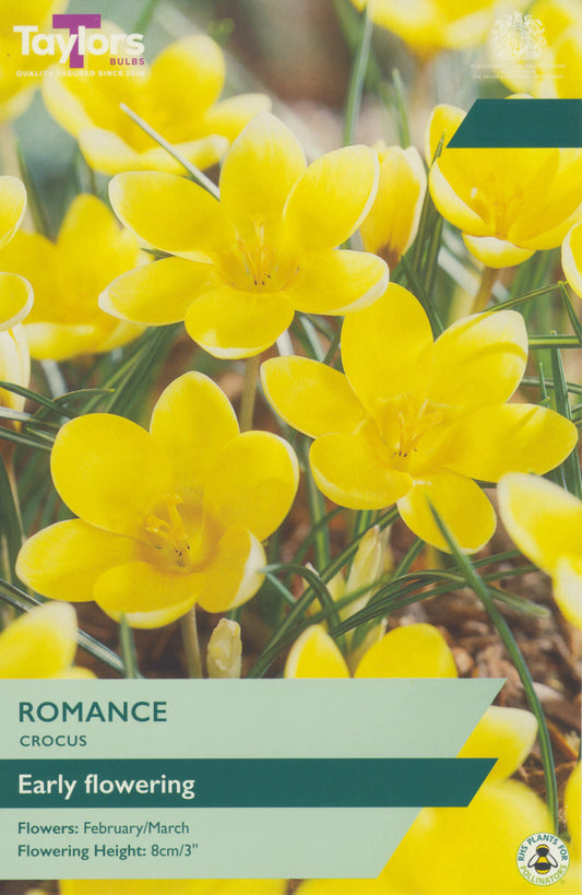 Taylors Bulbs Crocus Romance retail pack showing a dense group of bright, buttery-yellow miniature crocus flowers opening in the sunshine.
