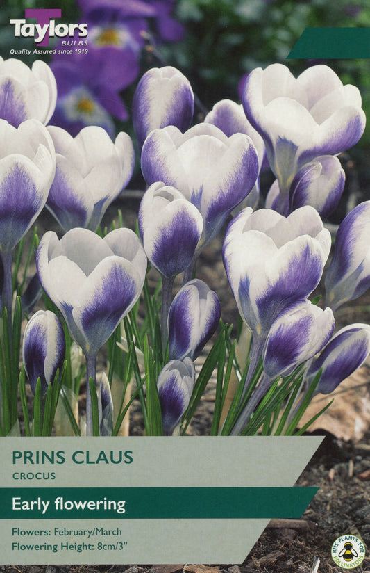 Prins Claus Crocus 10-Pack