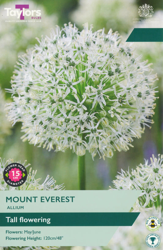 Pre Packs Allium Mount Everest 18-20 