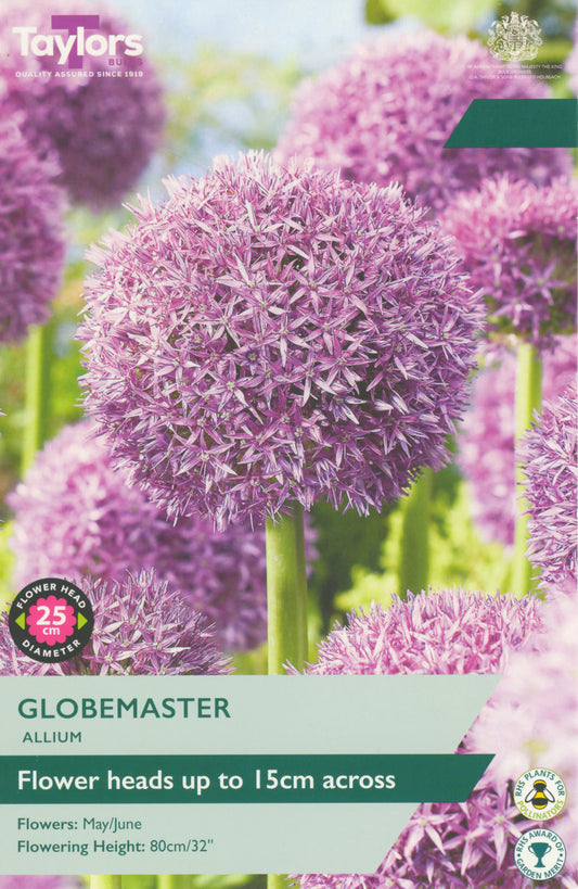 Pre Packs Allium Globemaster 18-20 