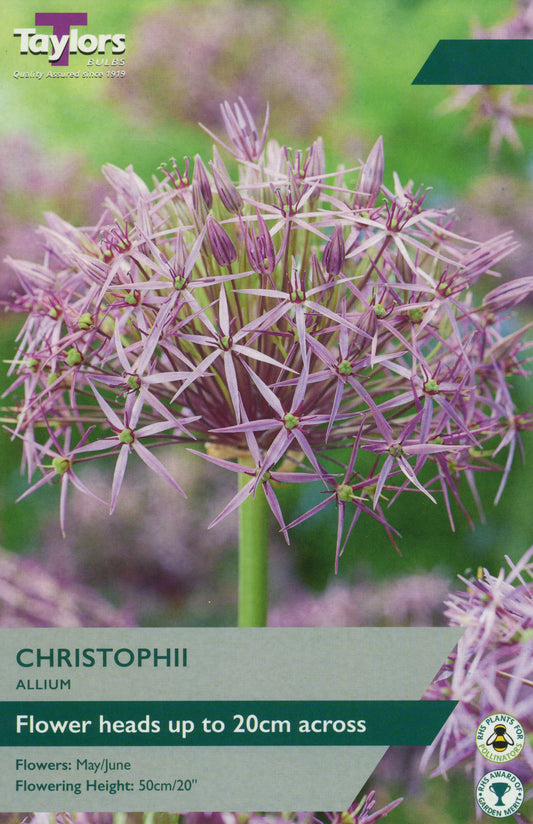 Allium Christophii Flowers 6-Pack