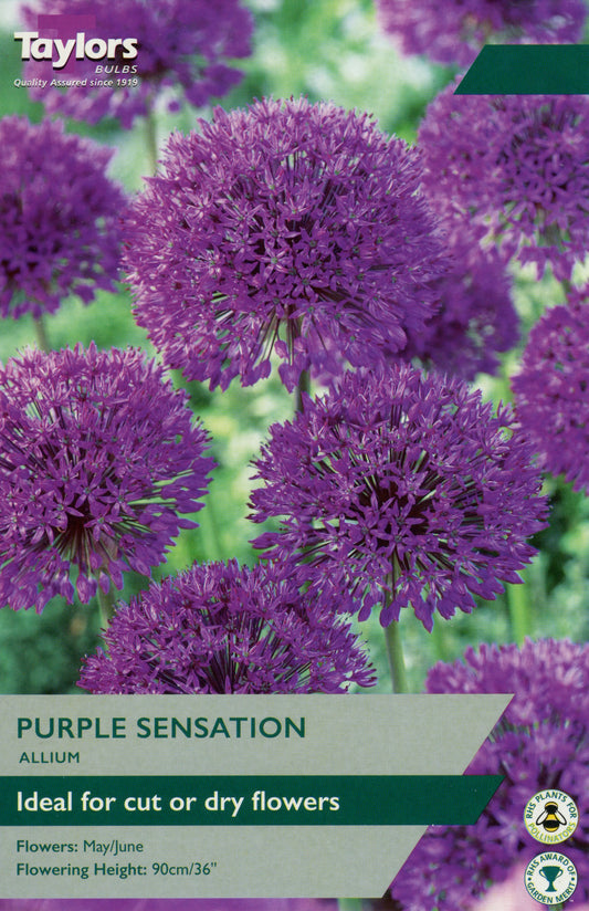 Allium Purple Sensation Flowers 6-Pack