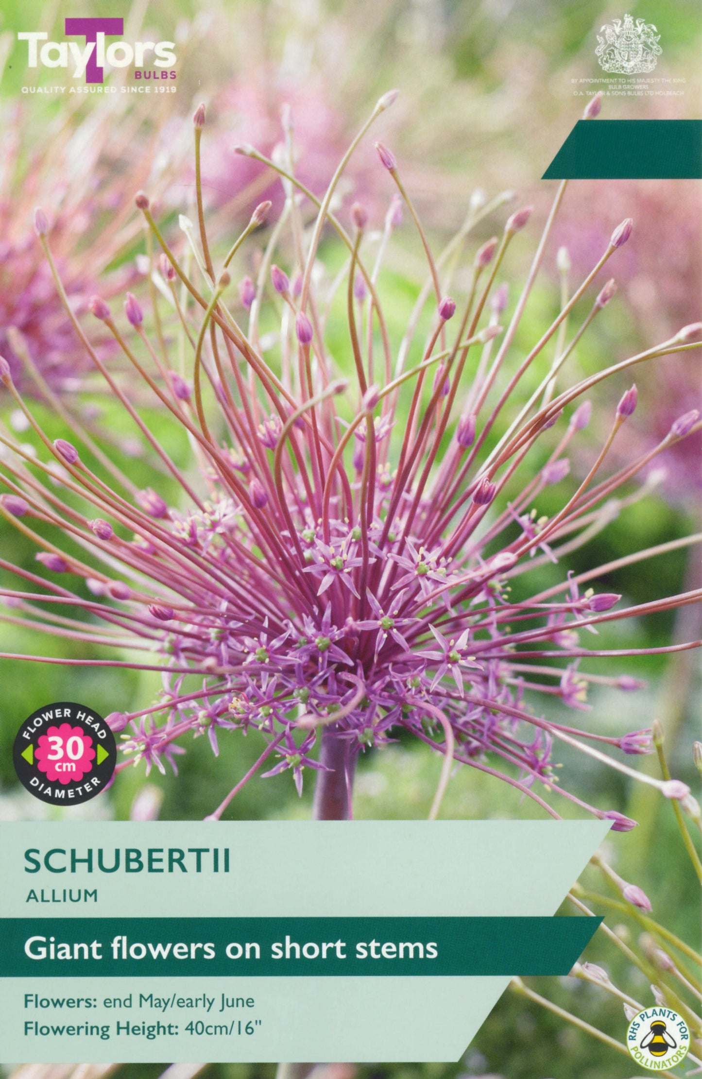 Pre Pack Allium Schubertii 12-14