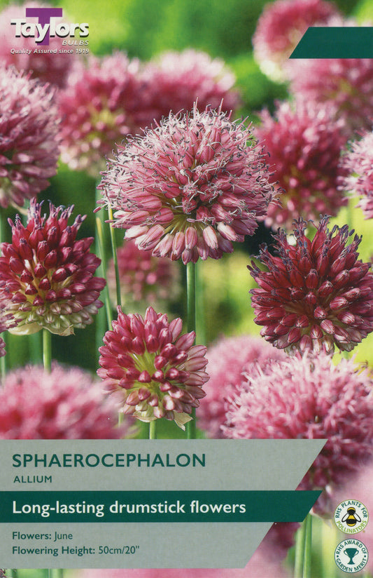 Taylors Bulbs Allium Sphaerocephalon Pre-Pack