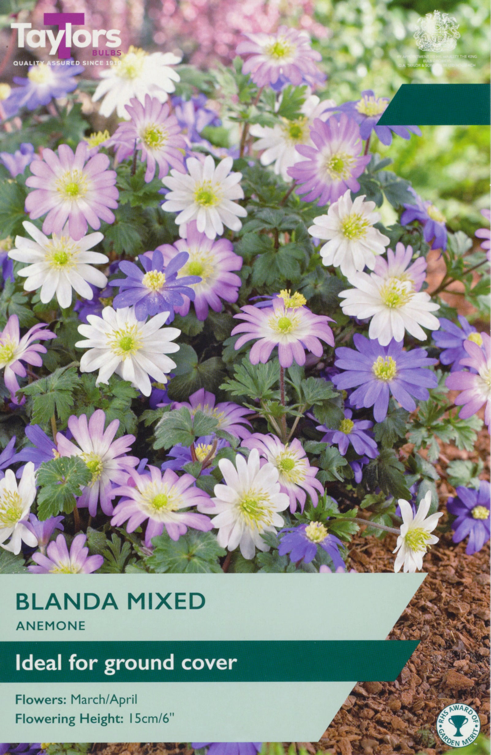 Anemone Blanda Mixed 4-5 P/P