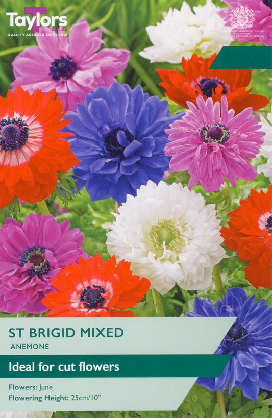 Taylors Bulbs St Brigid Mixed Anemone