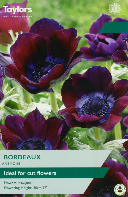 Taylors Bulbs Anemone Bordeaux retail pack showing a close-up of deep wine-red poppy-like flowers with dark velvety central centers.