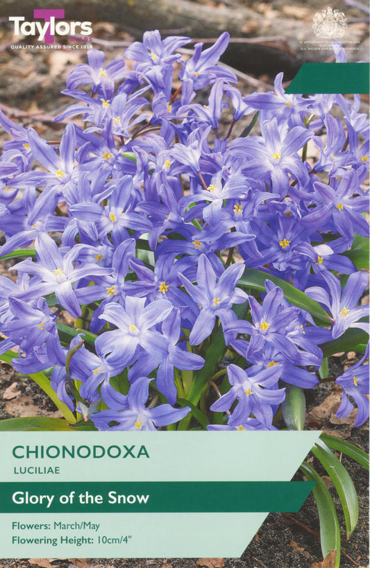 Taylors Bulbs Chionodoxa Luciliae retail pack showing a dense, vibrant carpet of violet-blue star-shaped flowers with bright white centers.