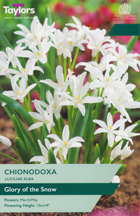 Taylors Bulbs Chionodoxa Luciliae Alba retail pack showing a dense, vibrant carpet of pure white star-shaped flowers blooming amongst slender green leaves.