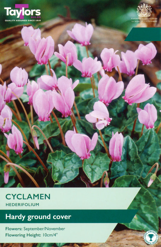 Taylors Bulbs Cyclamen Hederifolium