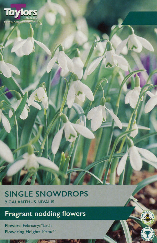 Taylors Bulbs 9 Galanthus Nivalis Single Snowdrops Pre-Pack