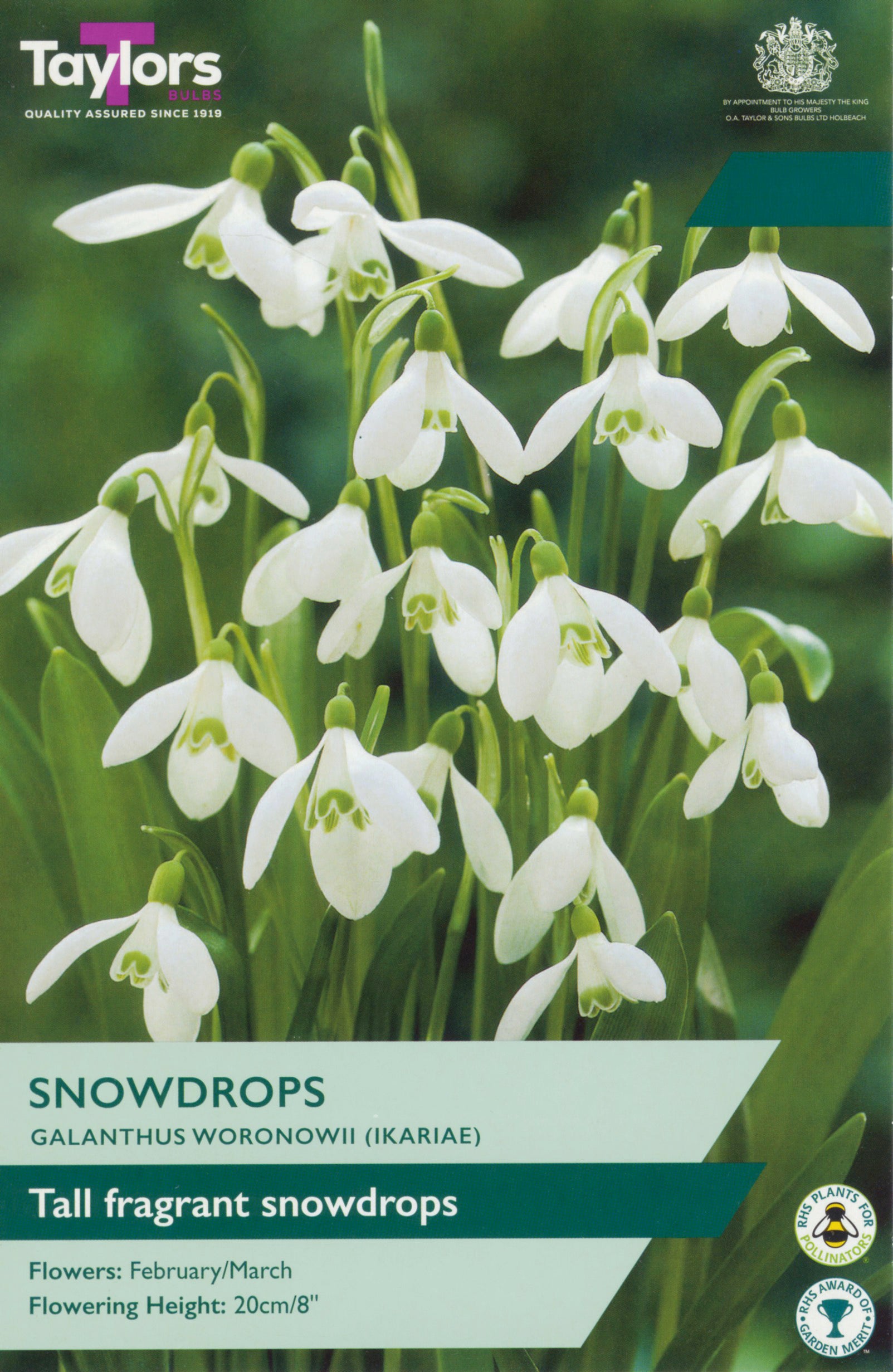 Galanthus Woronowii 5-6 P/P