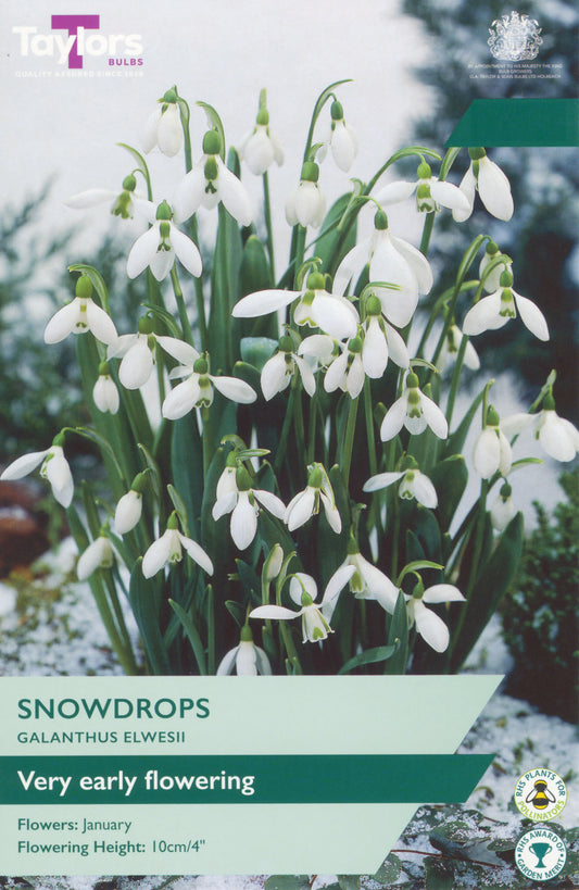 Pre Packs Galanthus Elwesii 5-6 