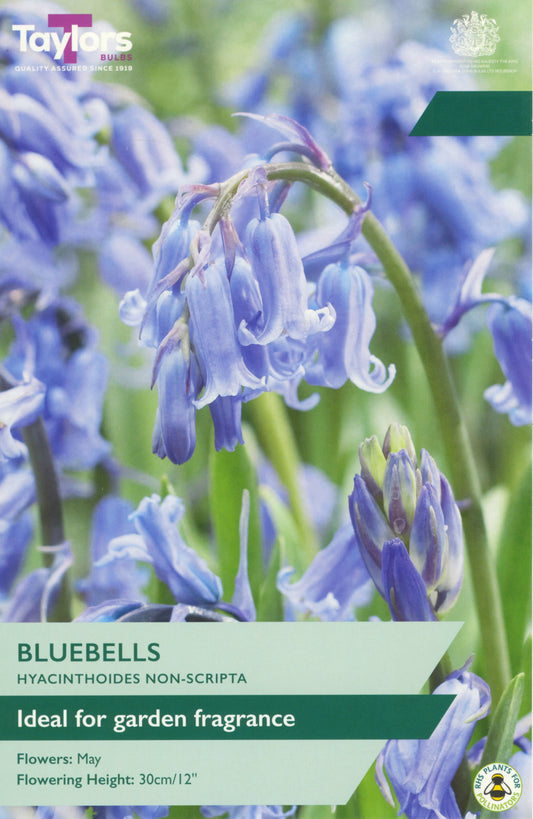 Taylors Bulbs English Grown Bluebells retail pack showing a close-up of a native drooping stem packed with fragrant, violet-blue bell-shaped flowers.