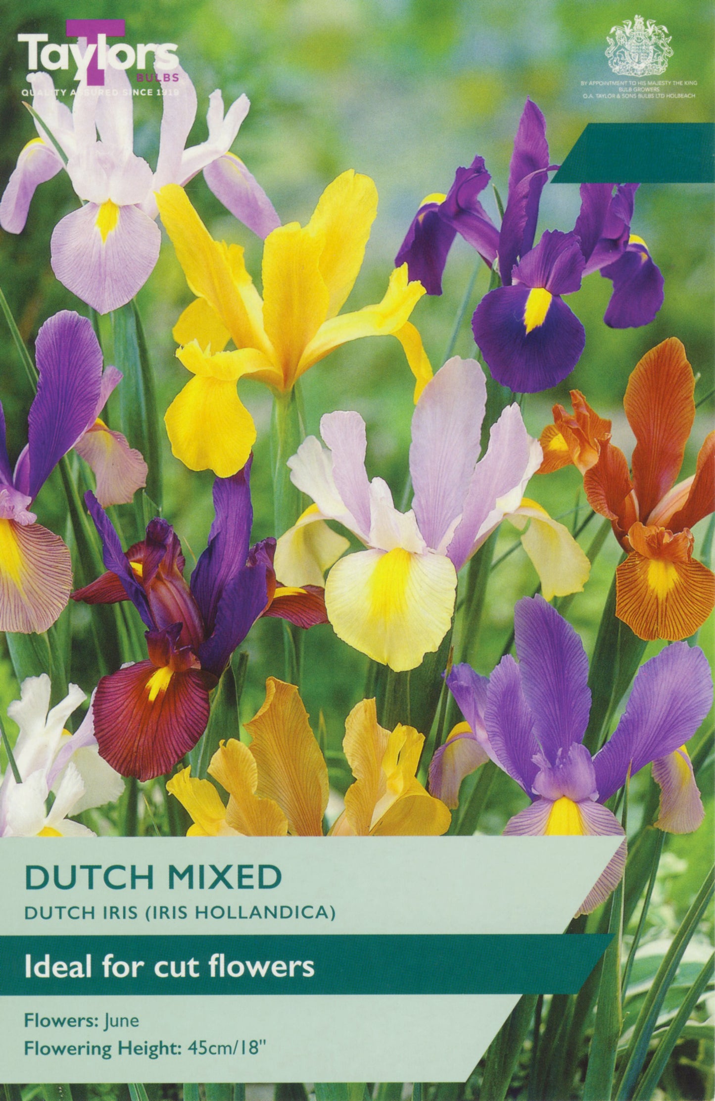 Iris Dutch Mixed