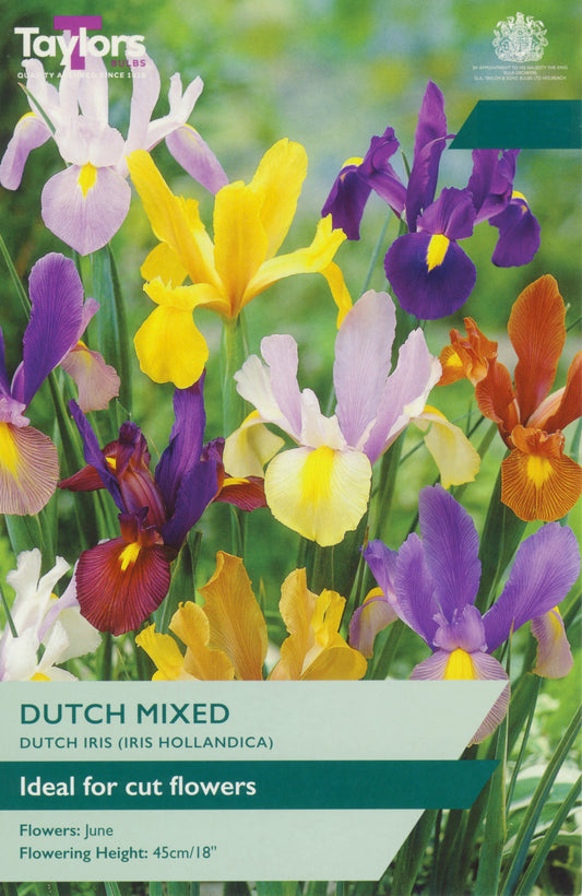 Iris Dutch Mixed