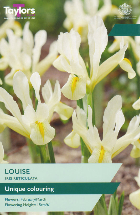 IRIS HISTRIOIDES LOUISE