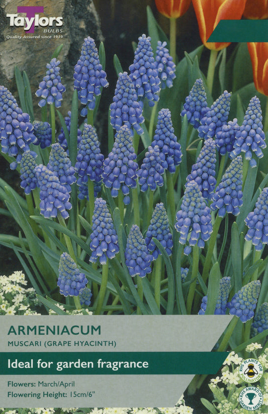 Muscari Grape Hyacinth Armeniacum