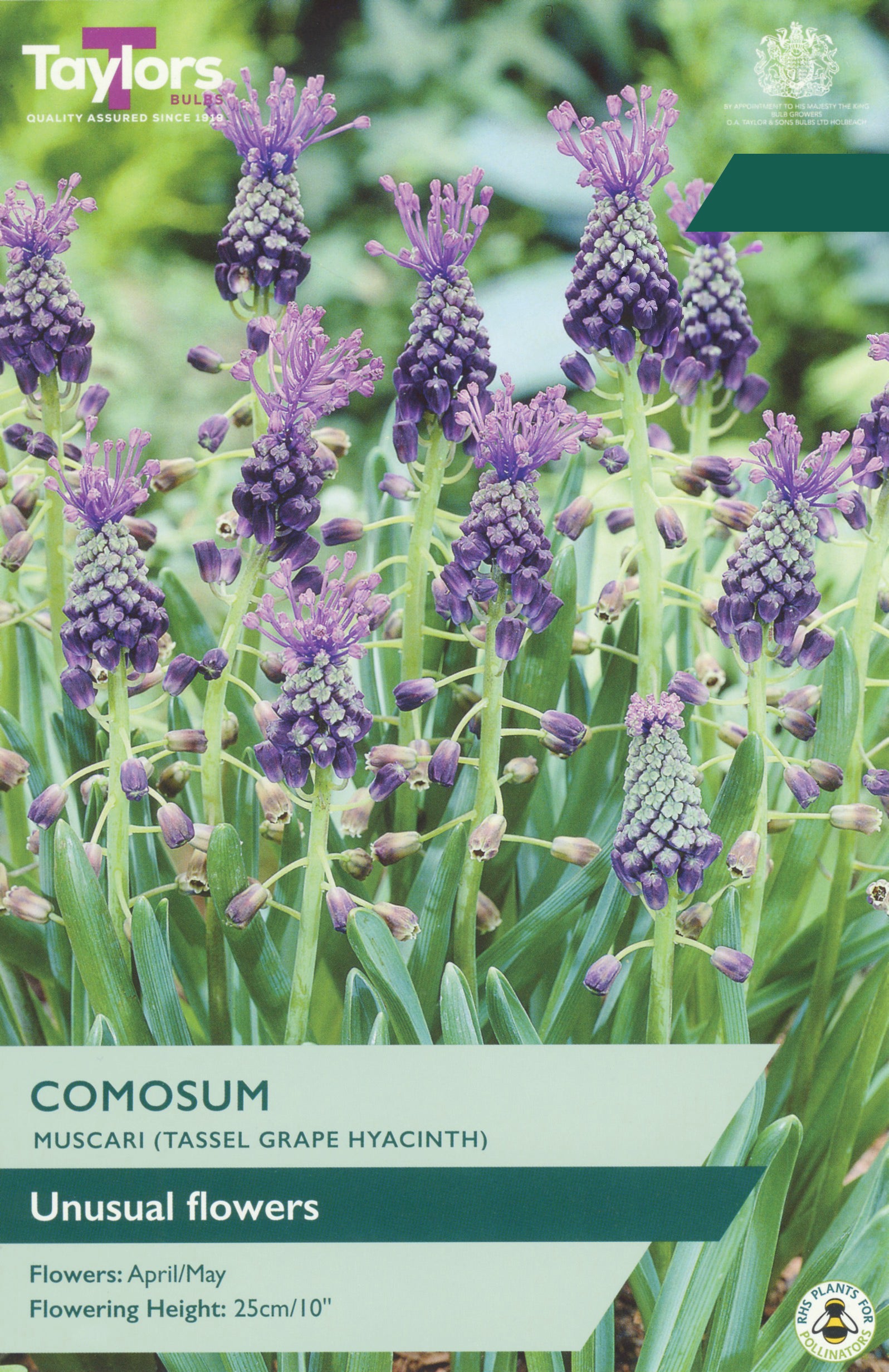 Taylors Bulbs Muscari Comosum retail pack showing a group of unusual Tassel Grape Hyacinths with distinctive feathered violet-purple plumes on upright stems.