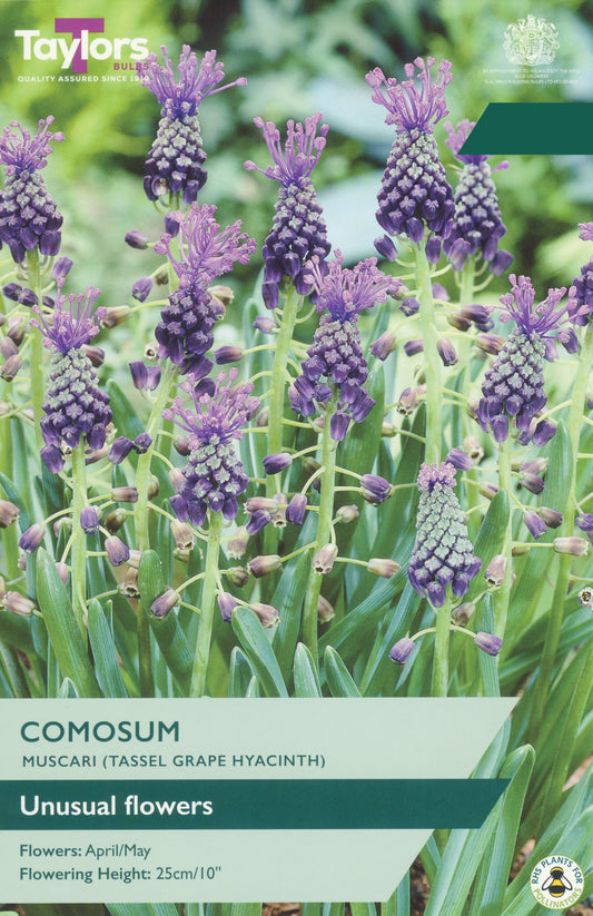 Taylors Bulbs Muscari Comosum retail pack showing a group of unusual Tassel Grape Hyacinths with distinctive feathered violet-purple plumes on upright stems.