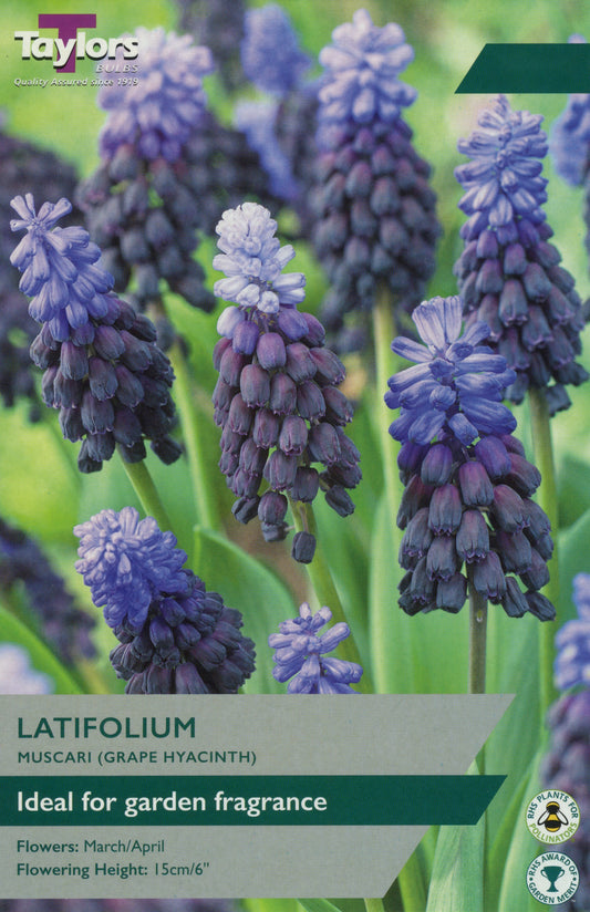 Muscari Latifolium (Grape Hyacinth)