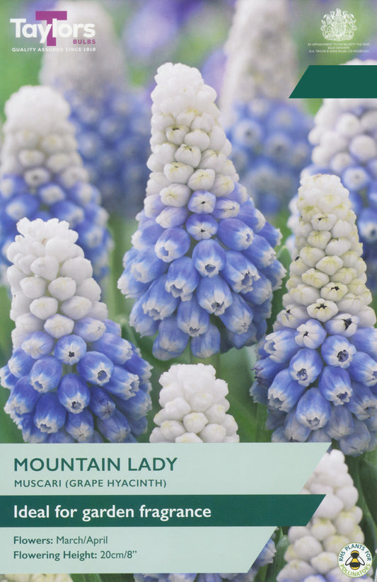 Taylors Bulbs Muscari Mountain Lady retail pack showing a close-up of fragrant grape hyacinth spikes with sky-blue bases and snow-white crowns.
