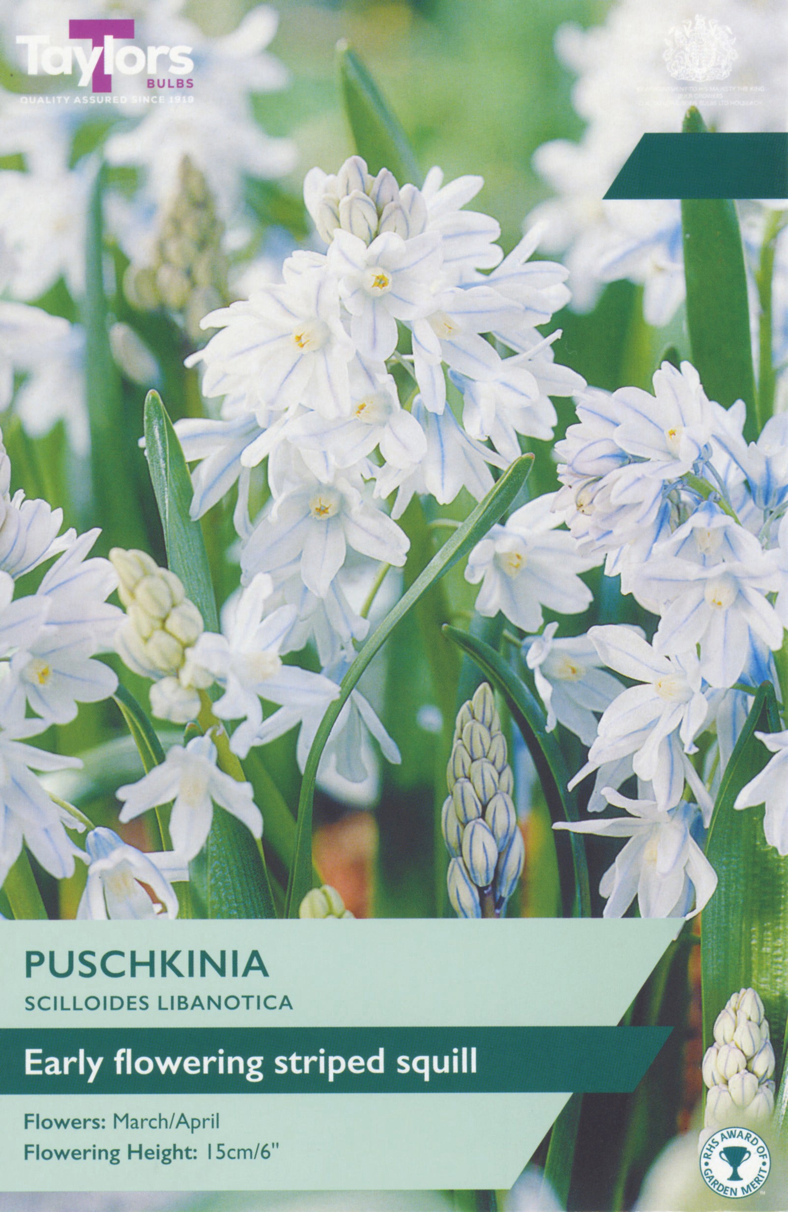 Puschkinia Scilloides Libanotica        