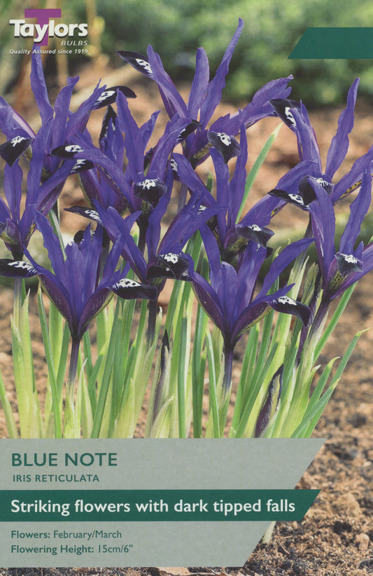 Taylors Bulbs Blue Note Iris Reticulata