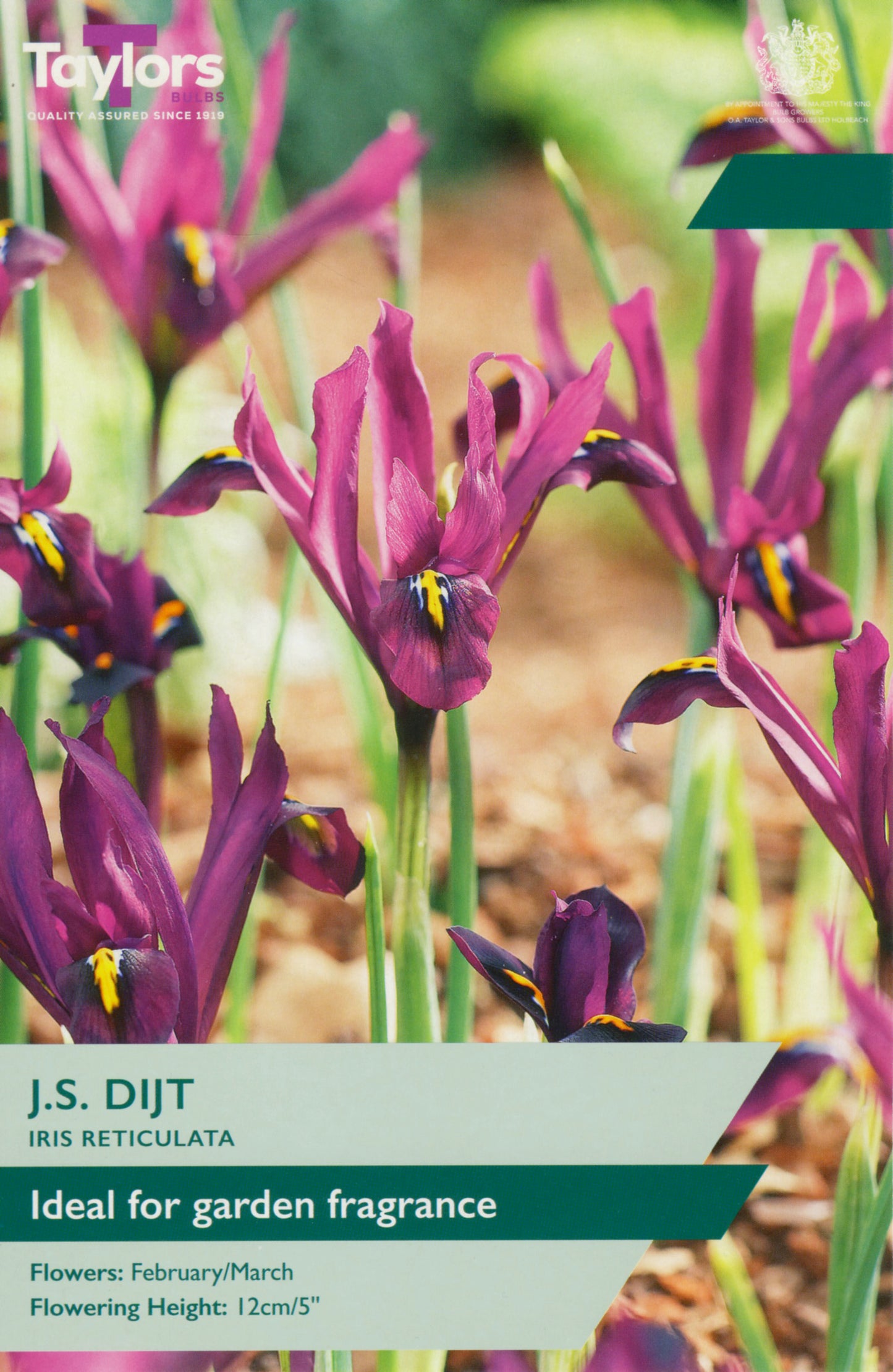 Iris Reticulata J S Dijt P/P