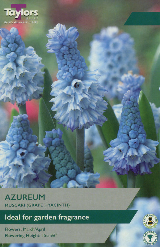 Azureum Muscari - Grape Hyacinth Pre Pack