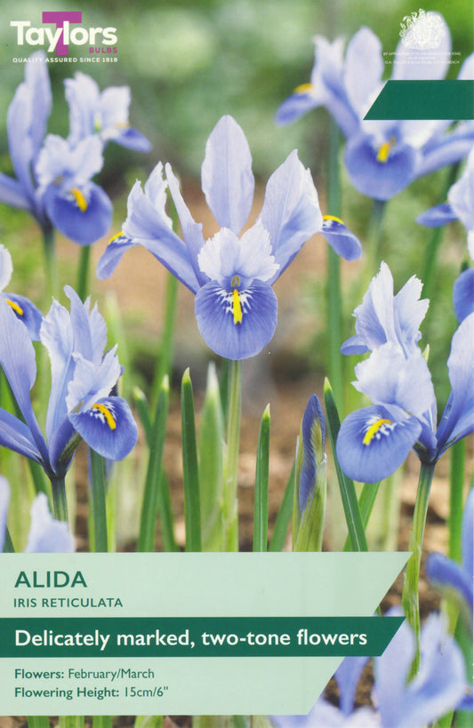 Taylors Bulbs Iris Reticulata Alida retail pack showing a close-up of delicate sky-blue dwarf iris flowers with white and yellow markings on the petals.