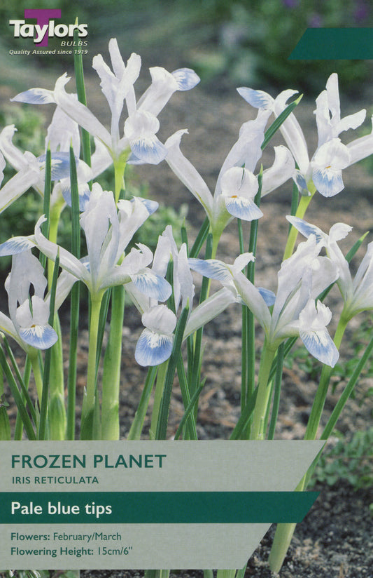 Taylors Bulbs Frozen Planet Iris Reticulata Pre Pack