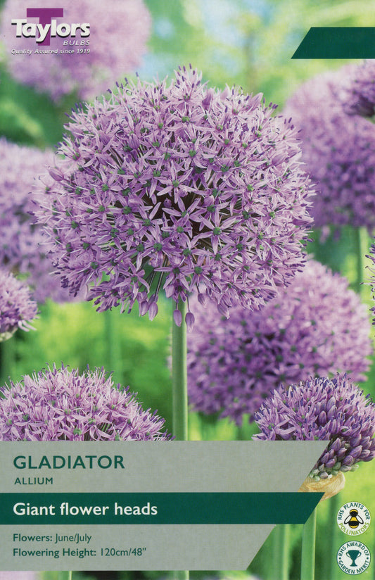 Taylors Bulbs Allium Gladiator Bulbs